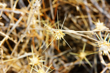 autumn dry grass, branches and flowers of plants
