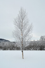 frost and rime covered birch tree