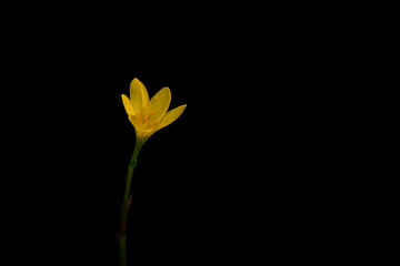 mini lonely yellow flower in dark background with design space.