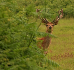 Handsome red stag stood in a meadow grazing and hiding from predators