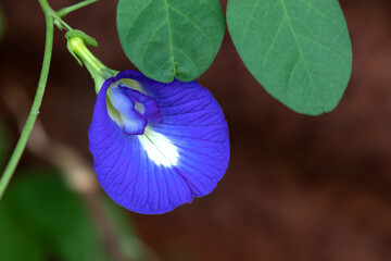 Purple pea flower is a herb and decorate in botanic garden.
