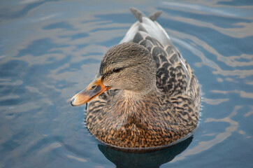 beautiful female mallard duck swimming in cold harbor sea water in wintertime