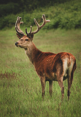 Naklejka na ściany i meble Handsome red stag stood in a meadow grazing and hiding from predators