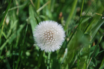 Innocent dandelion in free nature