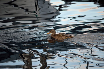 beautiful female mallard duck swimming in cold harbor sea water in wintertime