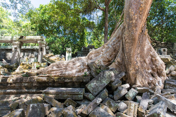 Beng Mealea temple ruins and banyan tree, the Angkor Wat style located east of the main group of temples at Angkor, Siem Reap, Cambodia.