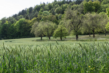 Gr&uuml;nes Getreide vor Apfelb&auml;umen und Wald  in Th&uuml;ringen 