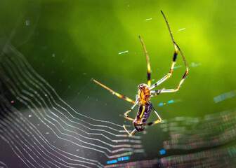Golden Silk Spider at Cullinan Park in Sugarland, Texas!