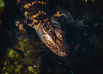 Baby alligator hiding in the shaows at Cullinan Park in Sugarland, Texas!