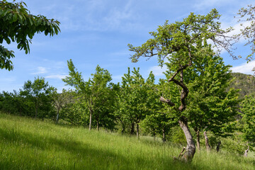 Streuobstwiese mit Himmel und Wolken in Thüringen