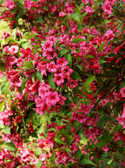 Weigela plant blooming in a garden