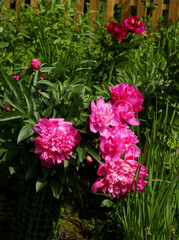 pretty fragrant flower of peony plant  at spring