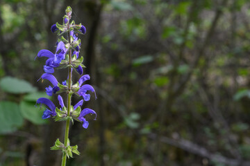 Blüte des Wiesen Salbei vor dunklen Ästen