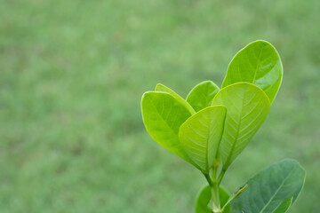 Soft and fresh green leaf for background design.