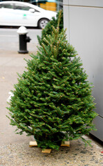Christmas tree on Fifth Avenue in Midtown Manhattan, New York City
