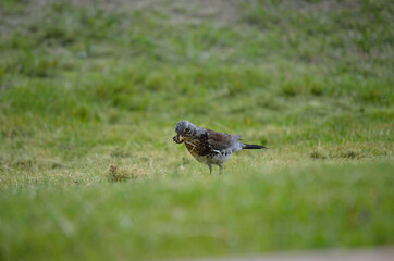 beautiful thrush bird wandering and jumping on green summer grass digging up worms and feeding