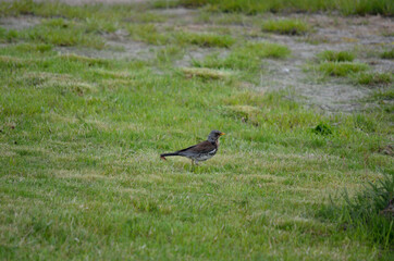 Obraz na płótnie Canvas beautiful thrush bird wandering and jumping on green summer grass digging up worms and feeding