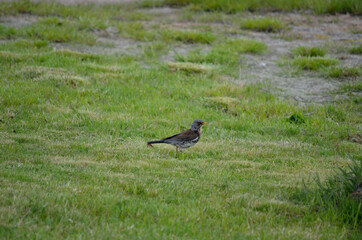 beautiful thrush bird wandering and jumping on green summer grass digging up worms and feeding