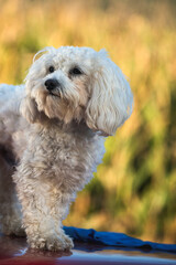 Maltipoo- Malteser- Pudel-Mischling, Hybridrasse