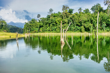 Fototapeta premium The serenity in the forest of Belum in Perak