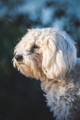 Maltipoo- Malteser- Pudelmischling, Hybridrasse, Kopfstudie, Portrait