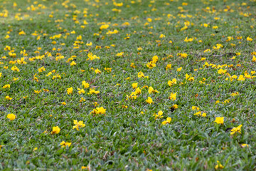 field of yellow dandelions in public park.