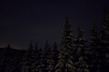 Fototapeta na wymiar snowy spruce tree forest with star filled night sky