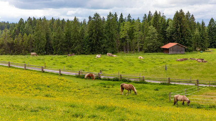 cows and horses in the meadow