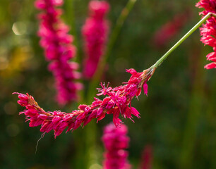 Beautiful pink and red flowers in national parks and gardens in summer time, covered in morning dew