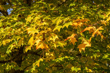 Beautiful autumn colours as forest leaves begin to turn red, orange and yellow. Vibrant natural seasons changing in national parks.