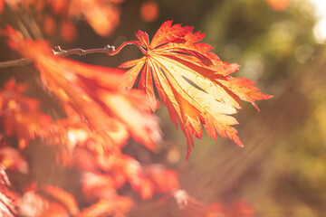 Beautiful autumn colours as forest leaves begin to turn red, orange and yellow. Vibrant natural seasons changing in national parks.