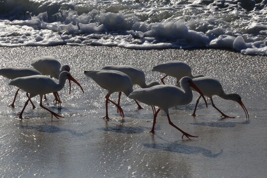 Flock Of Ibis Tropical Birds On The Beach