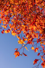 Beautiful autumn colours as forest leaves begin to turn red, orange and yellow. Vibrant natural seasons changing in national parks.