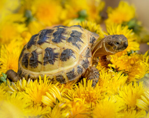 Adorable Pet Russian Male Tortoise Stood in a Bed of Dandelions