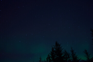 aurora borealis northern light on winter night sky over trees