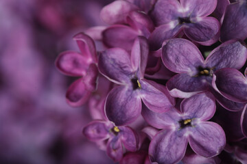 Closeup view of beautiful blossoming lilac as background