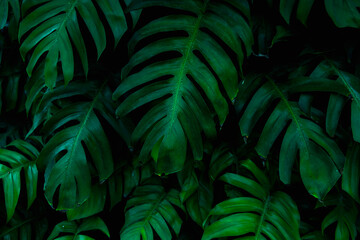 Obraz na płótnie Canvas The dark green leaves in nature are tropical leaves.