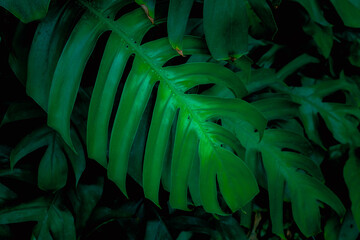 Obraz na płótnie Canvas The dark green leaves in nature are tropical leaves.