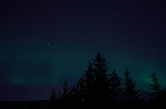 aurora borealis northern light on winter night sky over trees