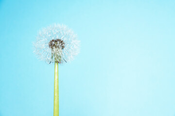 close up of white dandelion on blue background with copy space for text. Minimalism style