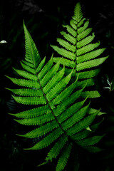 Green fern in the forest while raining