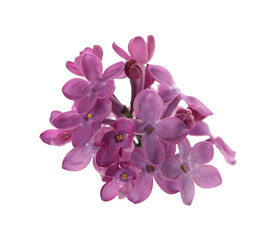 Fototapeta na wymiar Beautiful purple lilac blossom isolated on white