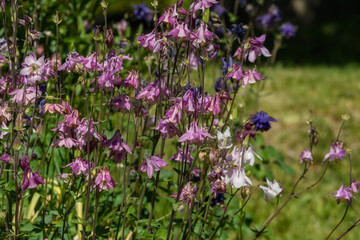 Akeleien Blüte im Garten