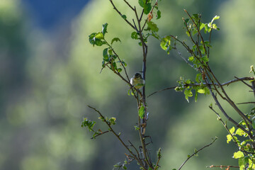 Blaumeisen auf Ast mit grünen Blättern am Morgen