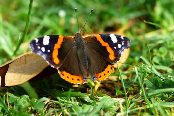The butterfly on the leaf