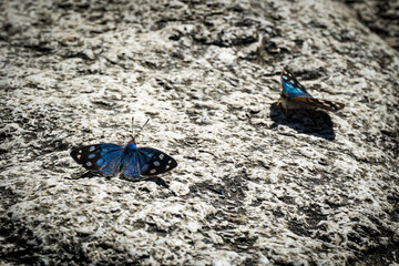 Couple of small blue butterflyes on a stone, Itatiaia National Park, Lower Regions - Rio de Janeiro, Brazil