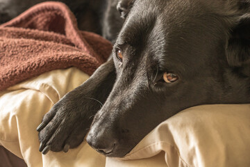 Tired Black Labrador Looks Adorable Curled Up on the Sofa