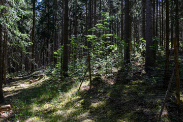 Fototapeta na wymiar Fichtenwald mit Schonung und Waldweg Sonnenbeschienen