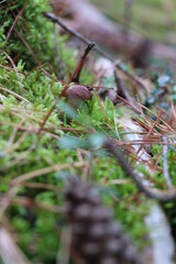 Marone im Wald versteckt