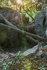 Felsen im Wald in Thüringen bei Sonnenaufgang im Gegenlicht